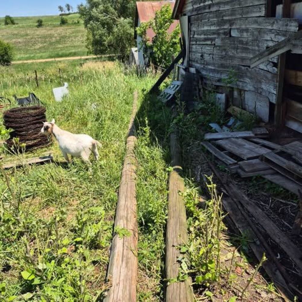 2 Large Utility Poles / Treated Farm Posts Approx. 30' Long